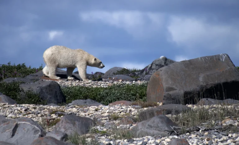 Tragic Polar Bear Attack Claims Life at Remote Canadian Arctic Radar Station