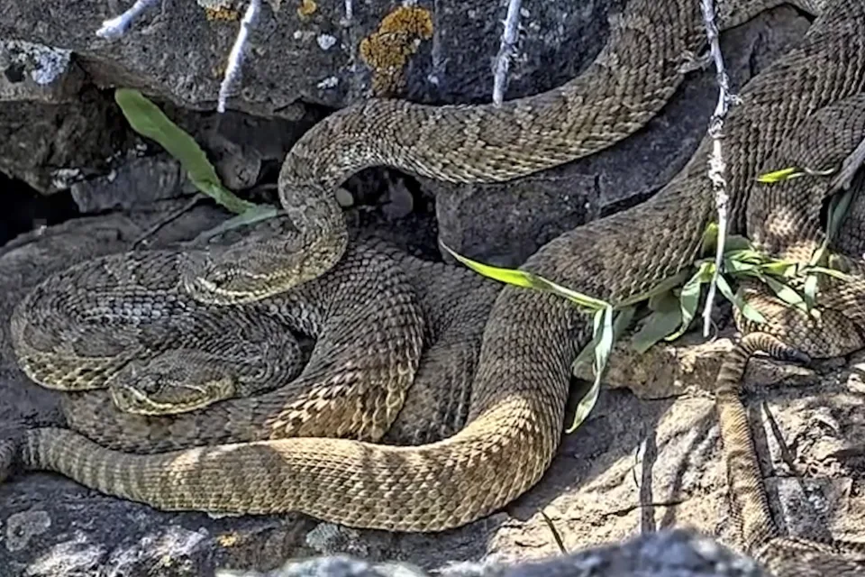 Newborn Rattlesnakes Make Their Debut in Colorado’s Fascinating “Mega Den”