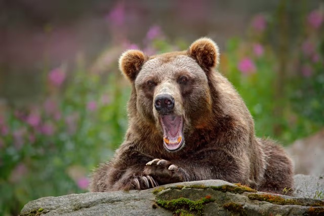 Sweden Issues Licenses for Annual Brown Bear Hunt, Sparking Conservation Concerns