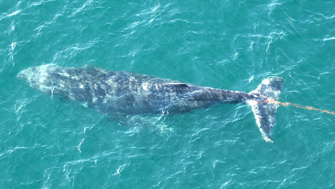 Rescue Operation Underway for Humpback Whale in Sydney Harbour