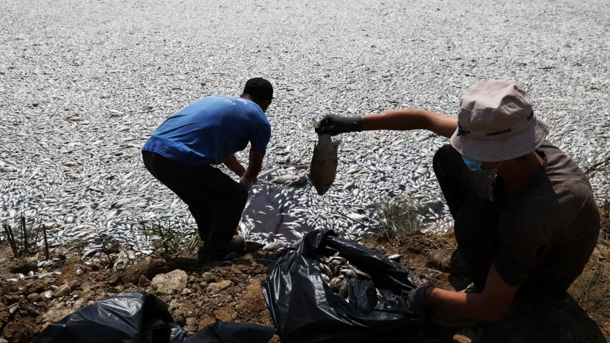 Over 100 Tons of Dead Fish Collected at Greek Port Due to Climate-Induced Die-Off