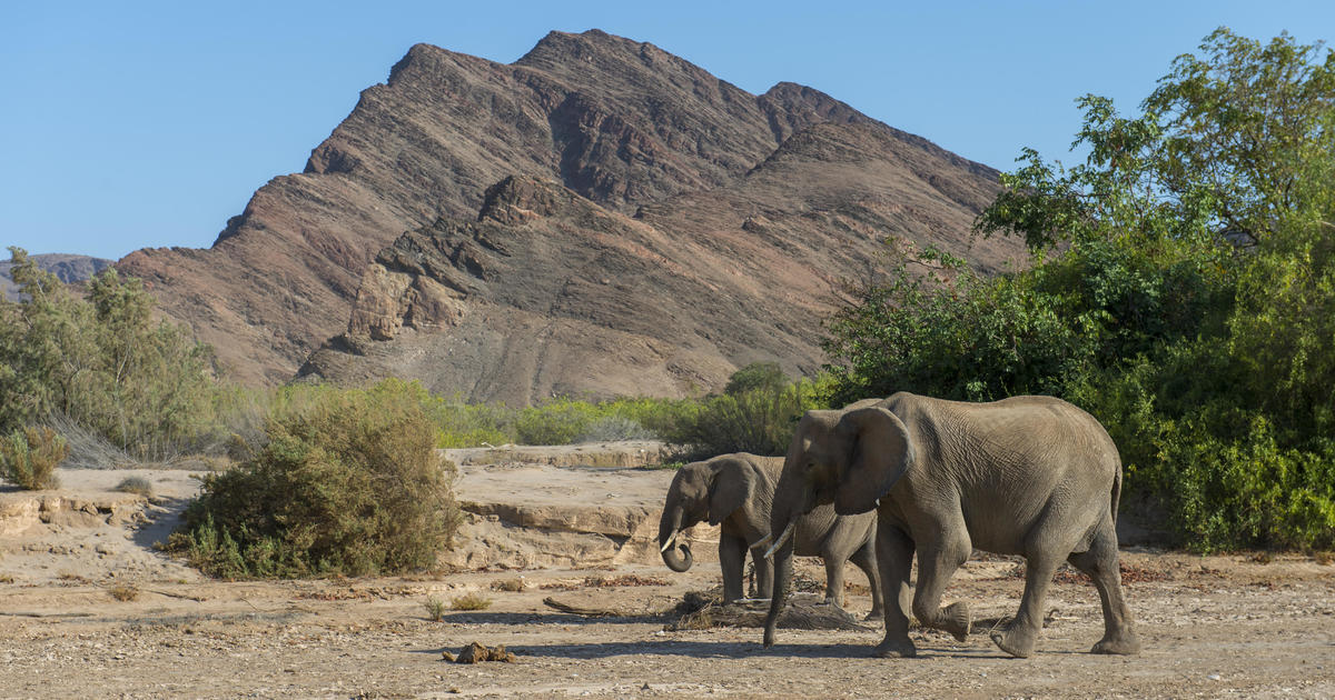 Namibia Approves Culling of Hundreds of Animals Amid Severe Drought Crisis