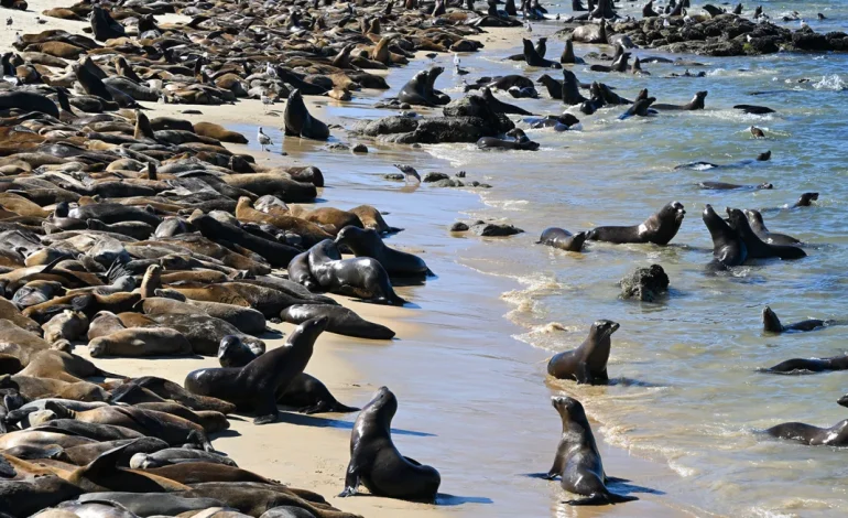 Sea Lions Overtake San Carlos Beach, Leading to Closure