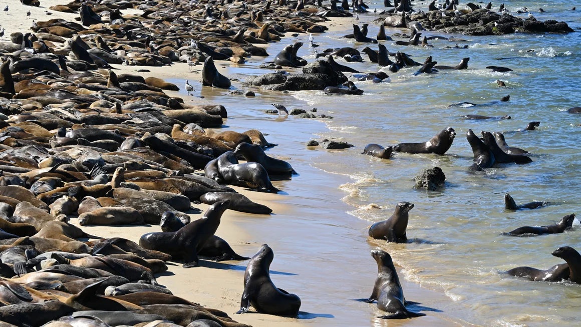 Sea Lions Overtake San Carlos Beach, Leading to Closure