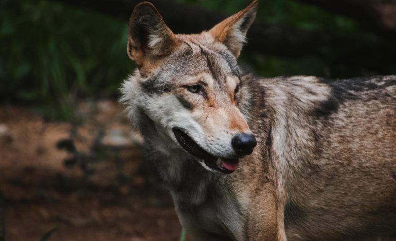 Wolf Captured After Series of Fatal Attacks in Northern India