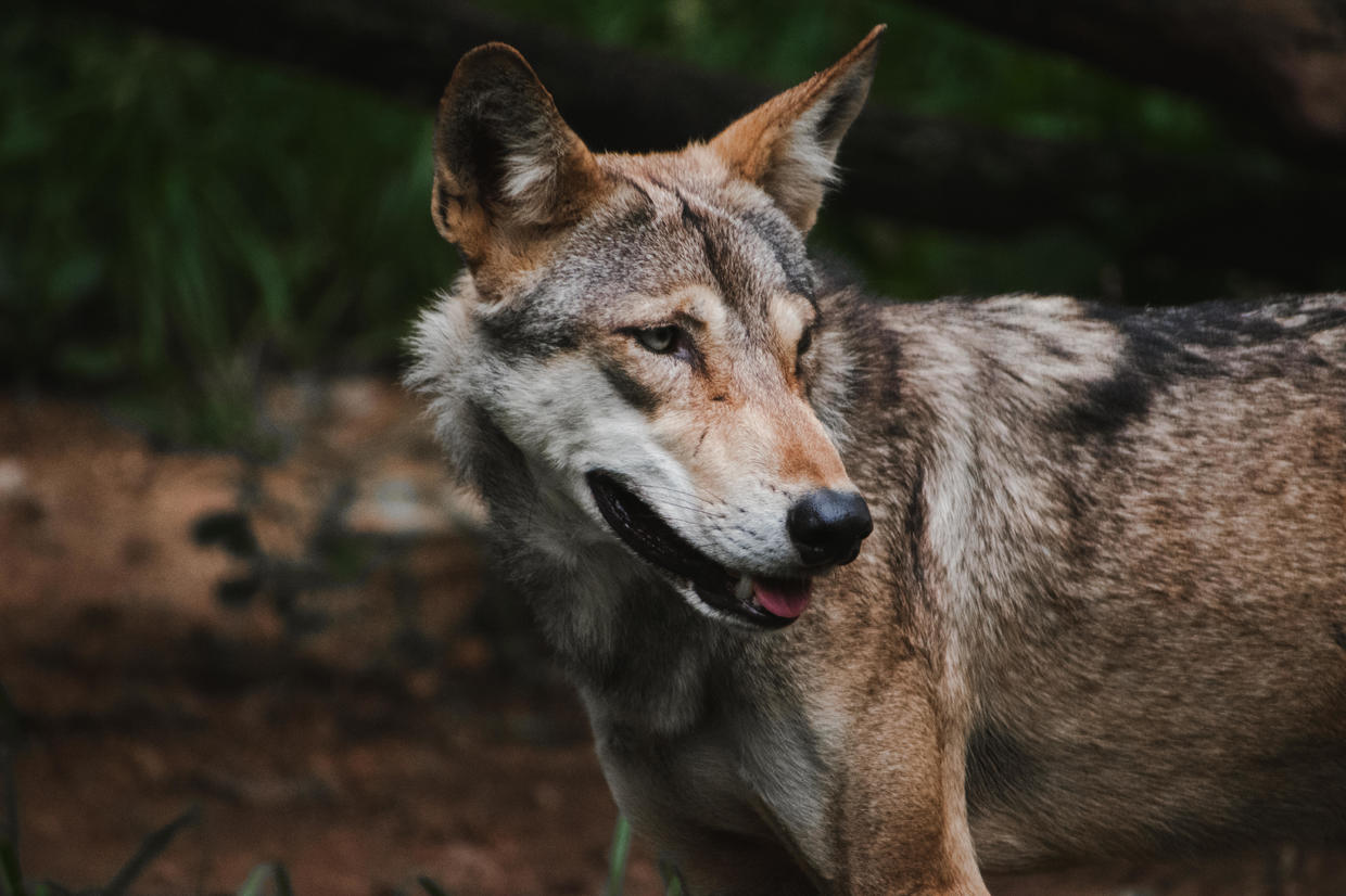 Wolf Captured After Series of Fatal Attacks in Northern India