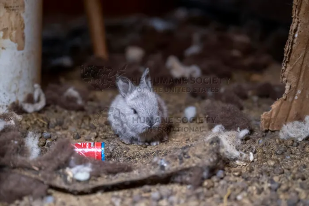 Over 100 Rabbits Rescued from Unsanitary Conditions in Tennessee Home