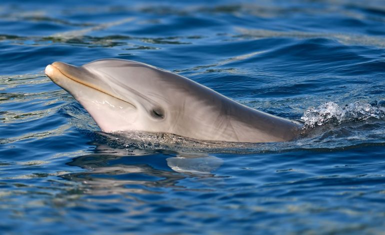 Lonely Dolphin Blamed for Series of Attacks on Swimmers in Japan