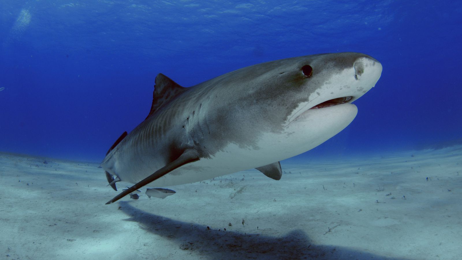 Teen Dies in Rare Shark Attack While Spearfishing Off Jamaica’s Coast