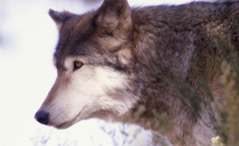 Wyoming Considers Amending Law on Killing Wolves with Vehicles After Controversial Incident