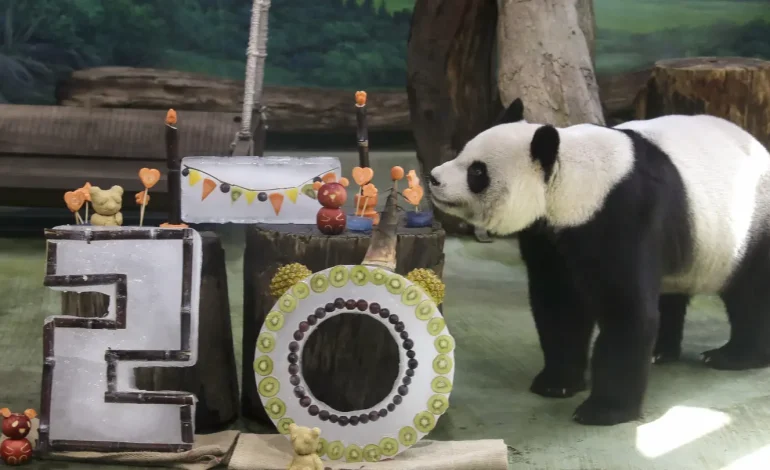 Taiwan’s Taipei Zoo Celebrates Giant Panda Yuanyuan’s 20th Birthday