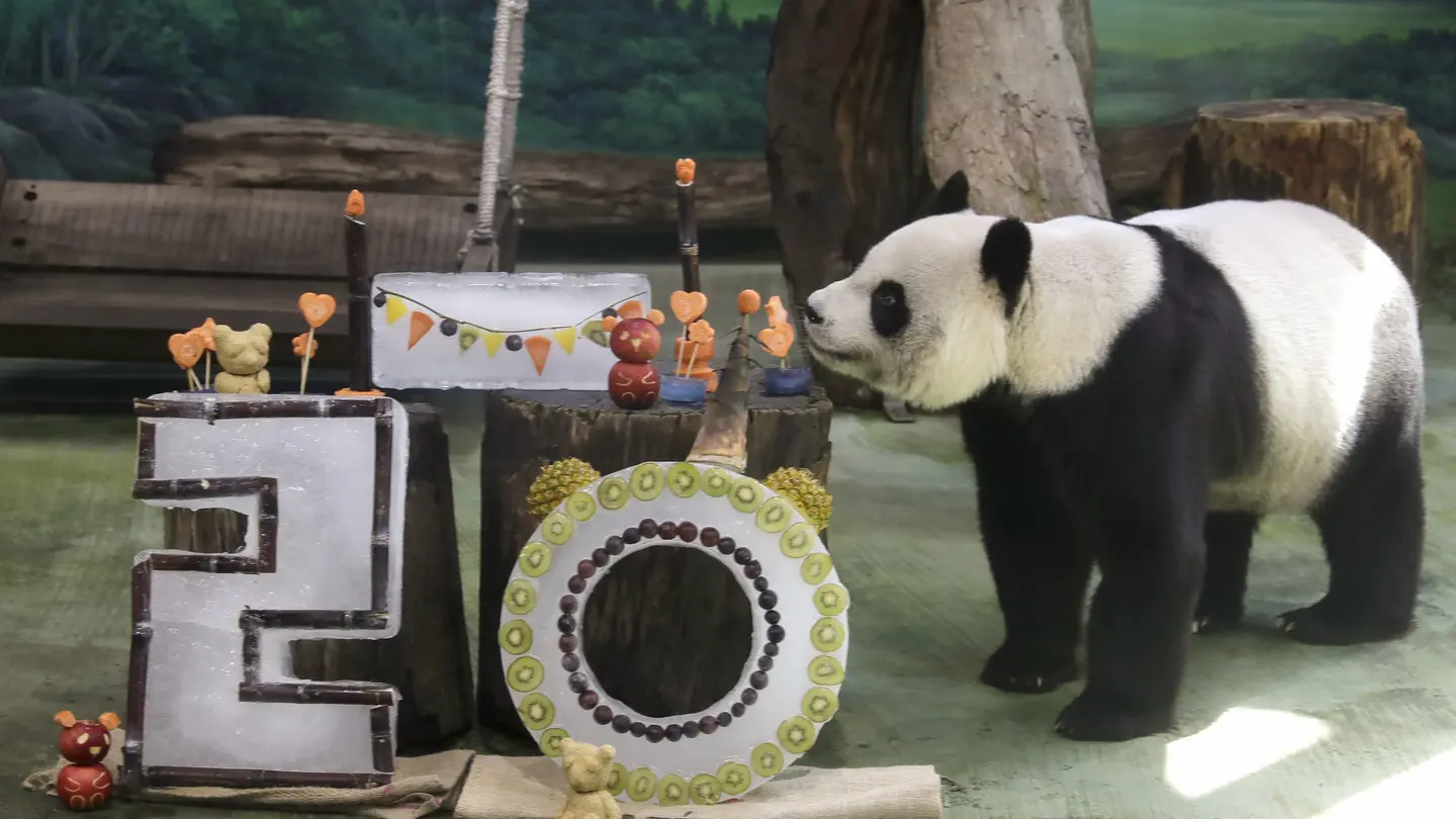 Taiwan’s Taipei Zoo Celebrates Giant Panda Yuanyuan’s 20th Birthday