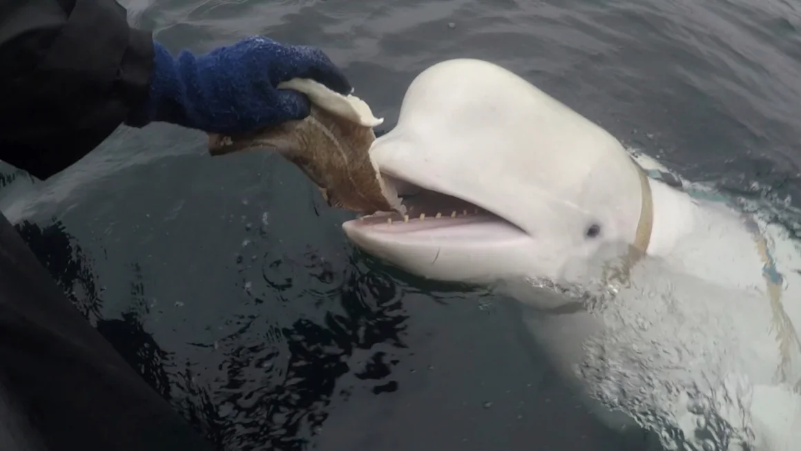 “Hvaldimir,” the Beluga Whale Once Suspected of Being Russian Spy, Found Dead