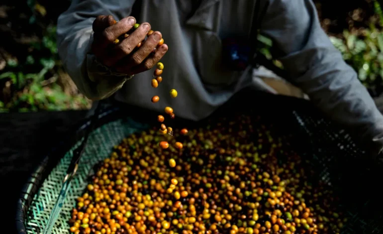 Arabica Coffee Prices Reach 13-Year High Amid Supply Disruptions