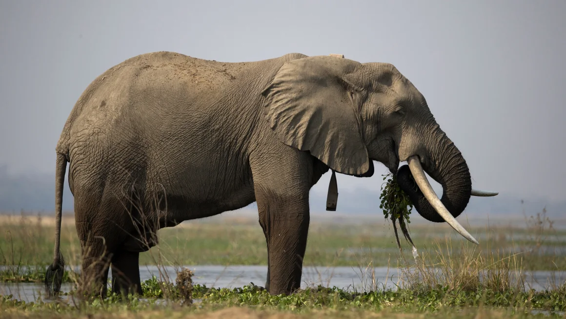 Zimbabwe Authorizes Culling of Elephants Amid Severe Drought Crisis