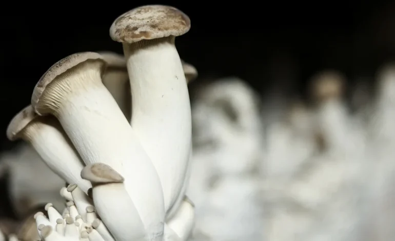 Shroom Bots: Meet the Robots Controlled by Mushrooms