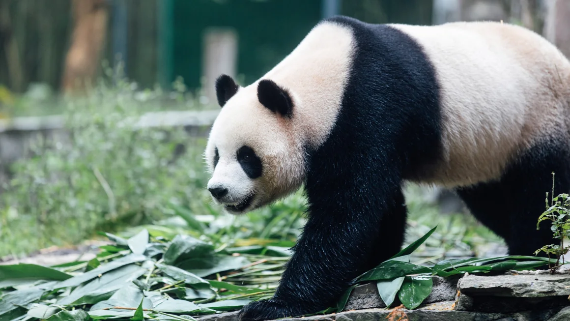 Hong Kong Welcomes Giant Panda Duo as Part of Patriotism Push