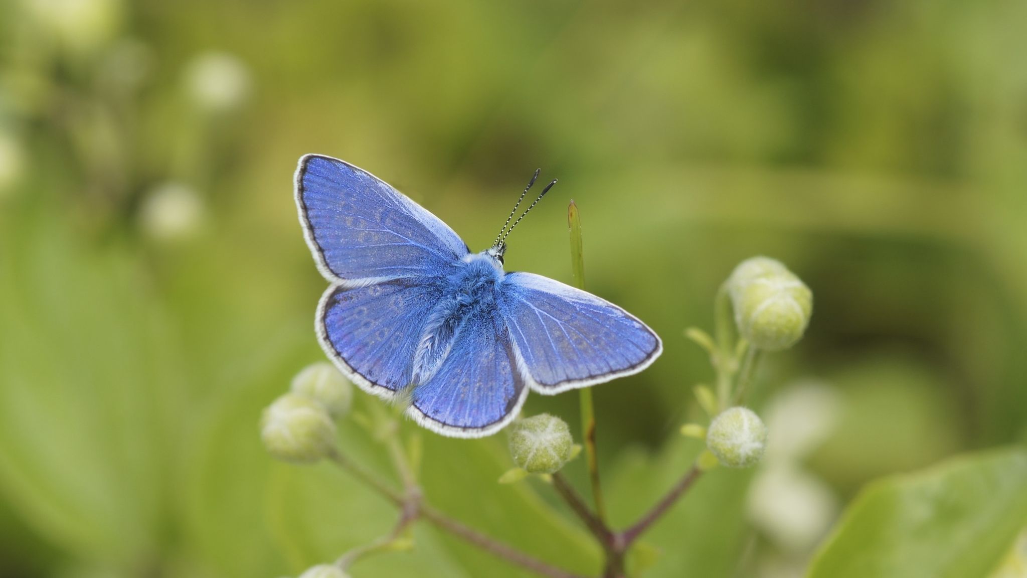 Butterfly Emergency Declared in UK as Big Butterfly Count Records Lowest Numbers Ever