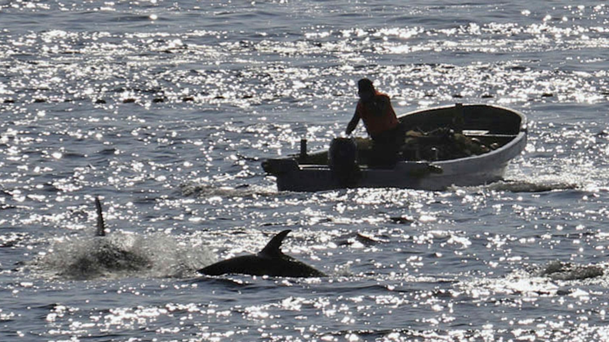 Japan’s Controversial Dolphin Hunt Resumes Amidst Global Criticism