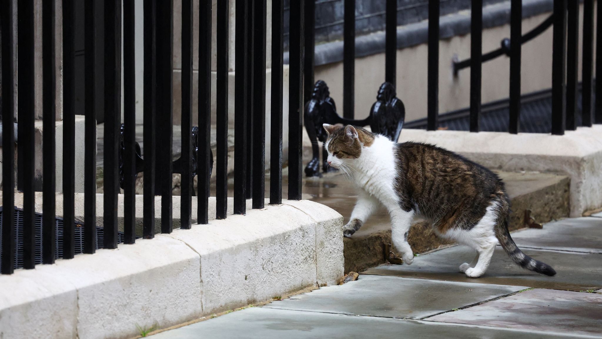 Downing Street Welcomes New Feline Resident After “Long Summer of Negotiations”