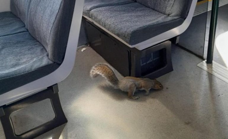 Squirrels Cause Chaos on Britain’s Gatwick Train, Leading to Service Cancellation