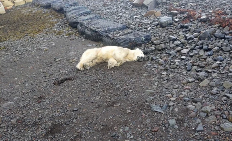 Rare Polar Bear Shot in Iceland After Approaching Cottage