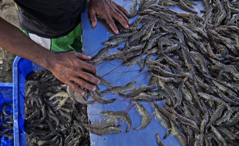 Shrimp Industry’s Drive for Lower Prices Leaves Workers Exploited, Report Finds