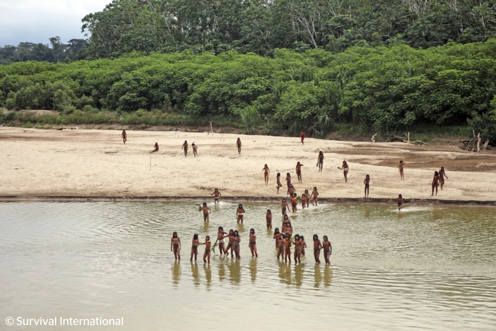 Two Loggers Killed by Isolated Tribe in Amazon Rainforest Clash