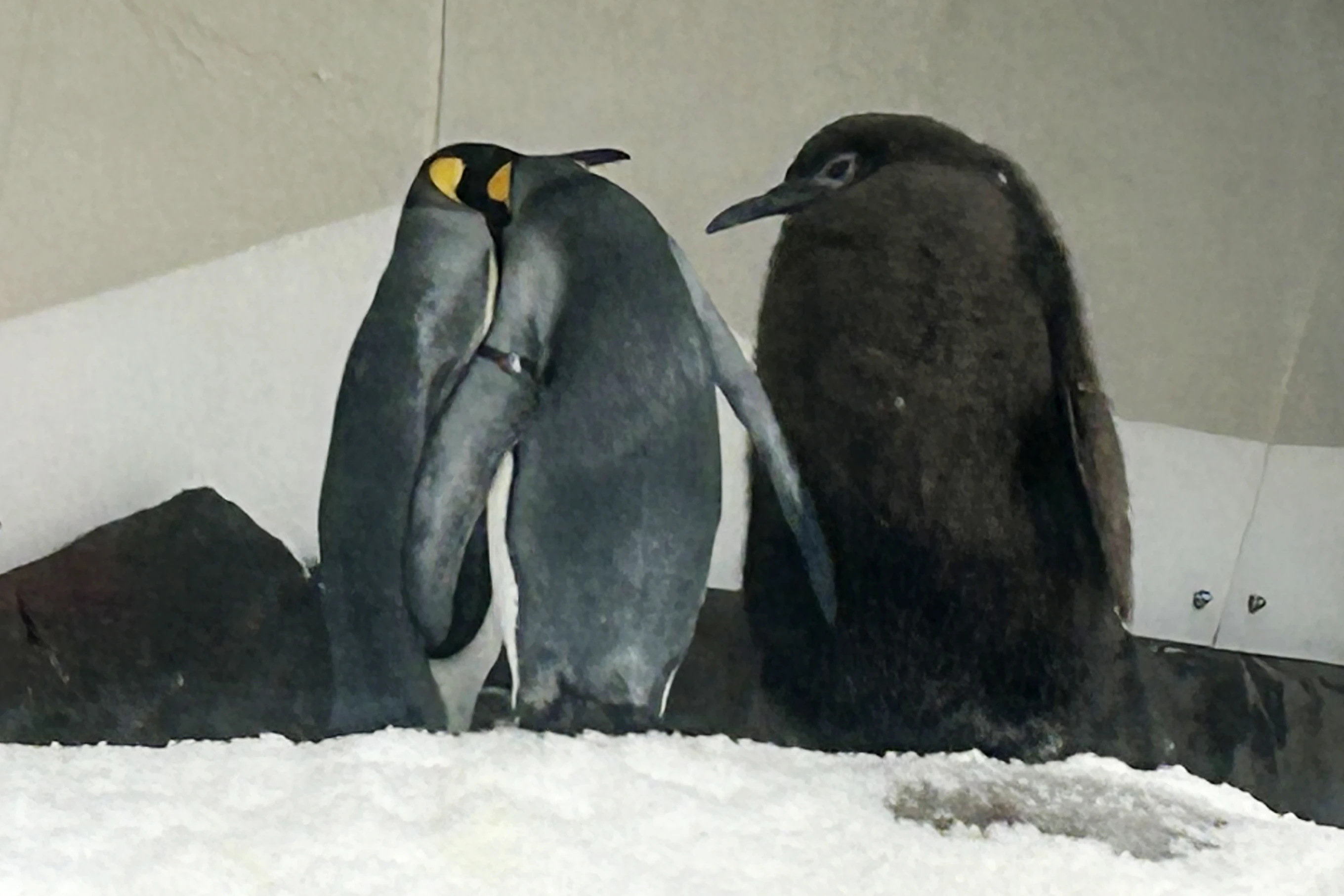 Pesto the Penguin: Social Media Star Weighs in at a Whopping 49 Pounds