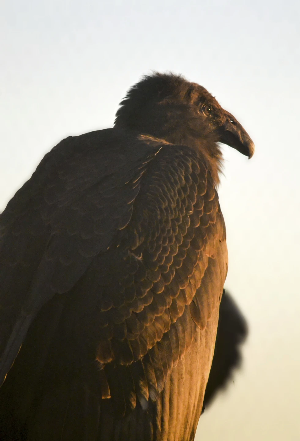 “Miracle” Condor Takes Flight: Milagra Released into Grand Canyon After Battling Avian Flu