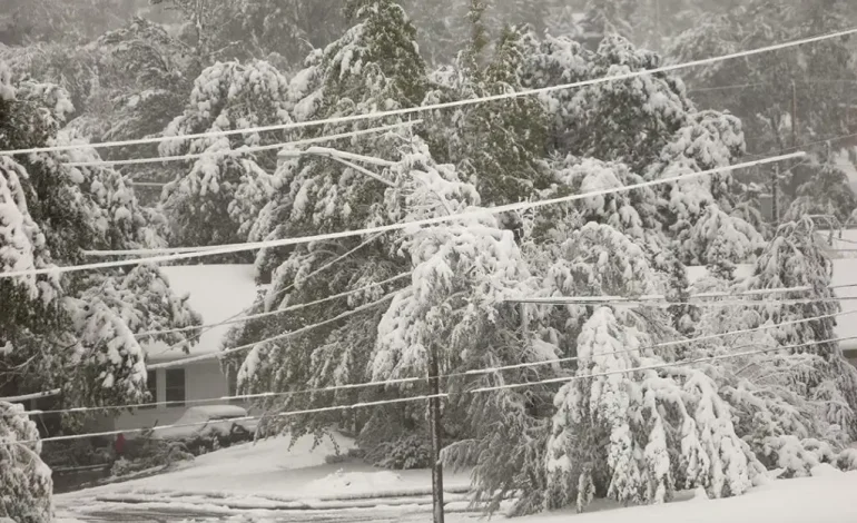 Casper Offers Guidance on Tree Care Amid Heavy Snowfall