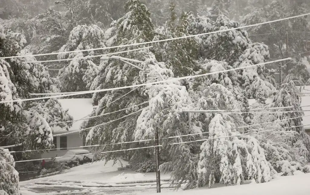 Casper Offers Guidance on Tree Care Amid Heavy Snowfall