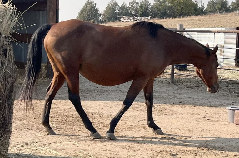 Wyoming Wildfires May Have Forced Horses into Rescue Center