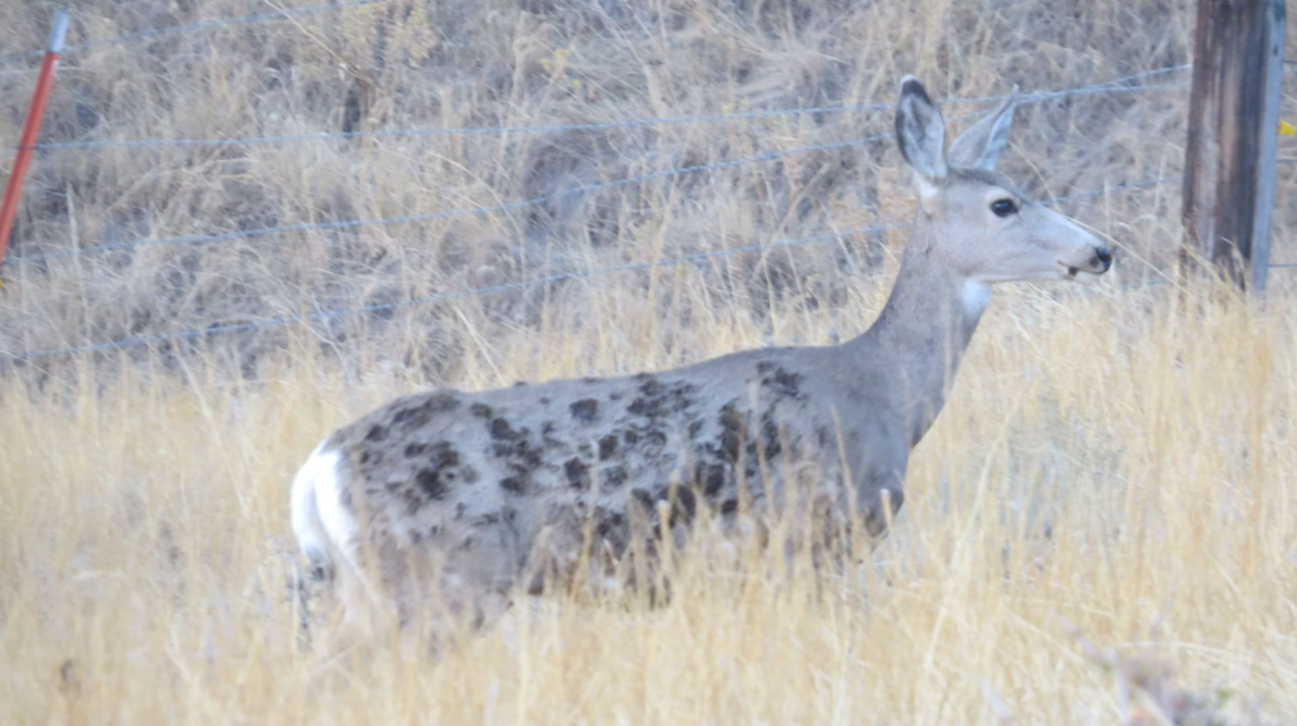 Mule Deer Outruns Massive Elk Fire, Arrives at Sheridan Property with Burn Marks