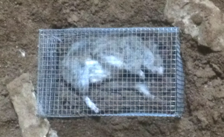 Scientists Gain Insights from Decomposing Pack Rat in Wyoming’s Natural Trap Cave