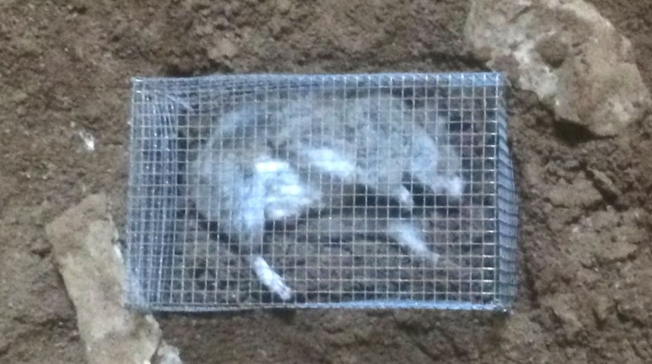 Scientists Gain Insights from Decomposing Pack Rat in Wyoming’s Natural Trap Cave