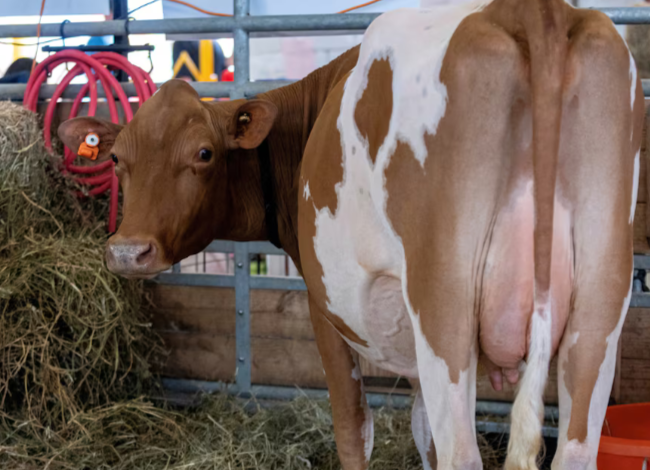 USDA to Begin Bulk Milk Testing for Bird Flu Amid Concerns Over Virus Spread