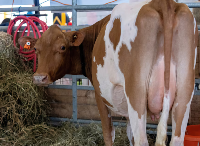 USDA to Begin Bulk Milk Testing for Bird Flu Amid Concerns Over Virus Spread