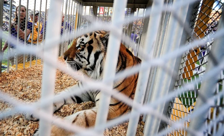 LSU Tiger Mascot Return Sparks Debate: Governor Supports, PETA Opposes