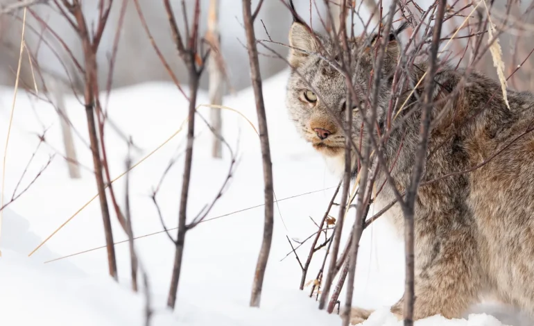 Wyoming Lynx Survey Finds No Evidence of Wildcats’ Return Despite Track Sightings