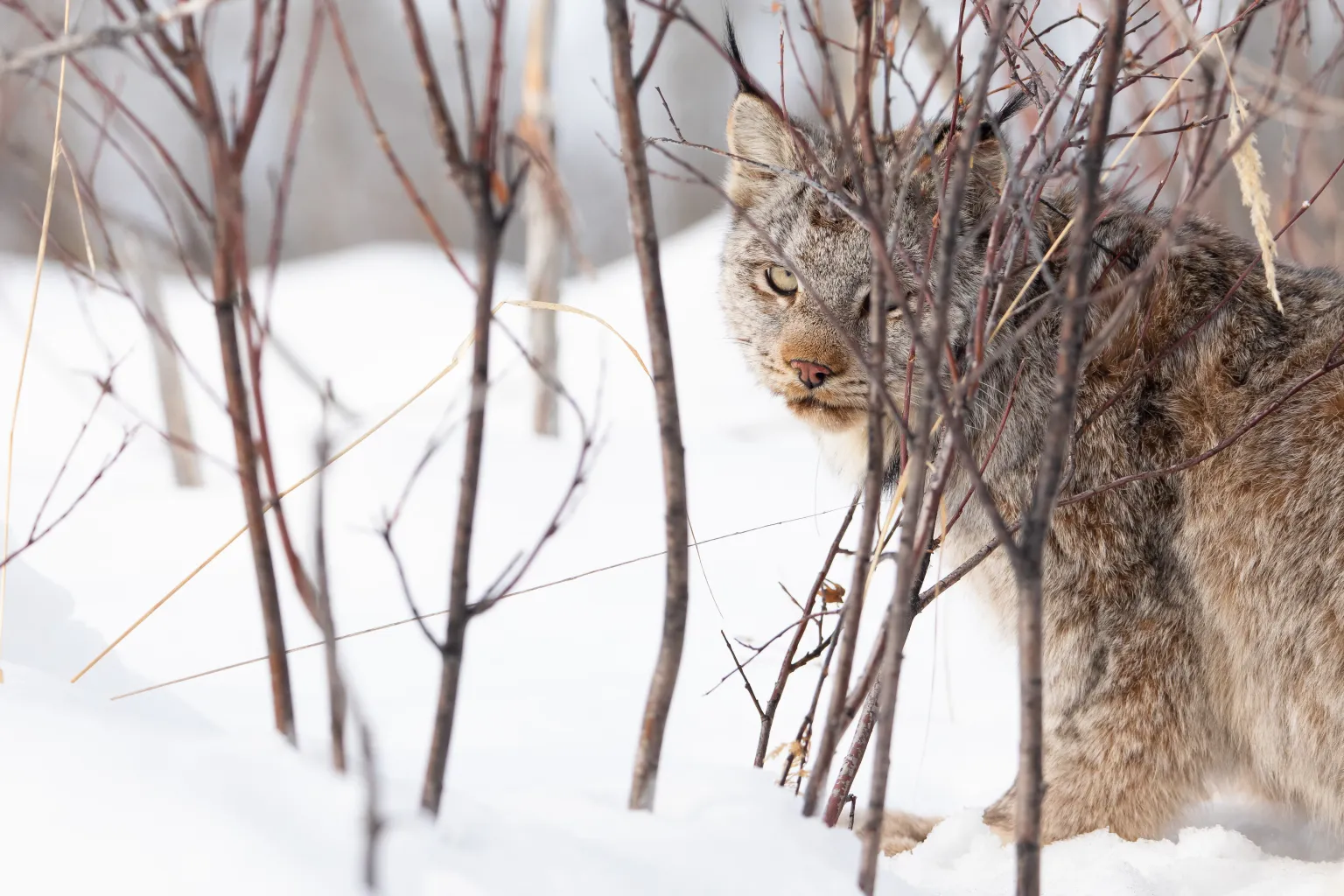 Wyoming Lynx Survey Finds No Evidence of Wildcats’ Return Despite Track Sightings