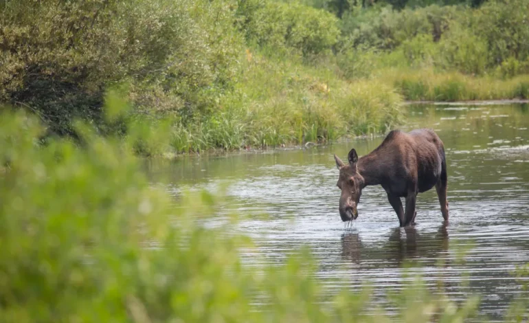 Wyoming Reports First Anthrax Outbreak in Decades, Killing Moose and Over 50 Cattle