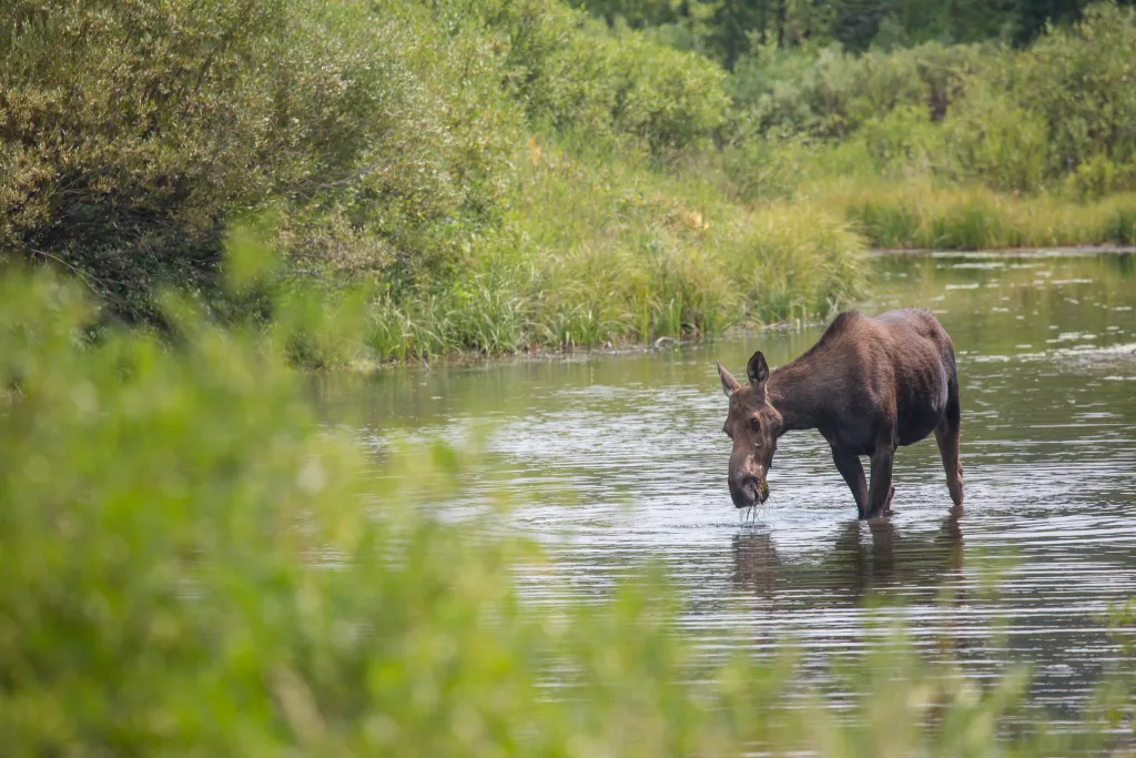 Wyoming Reports First Anthrax Outbreak in Decades, Killing Moose and Over 50 Cattle