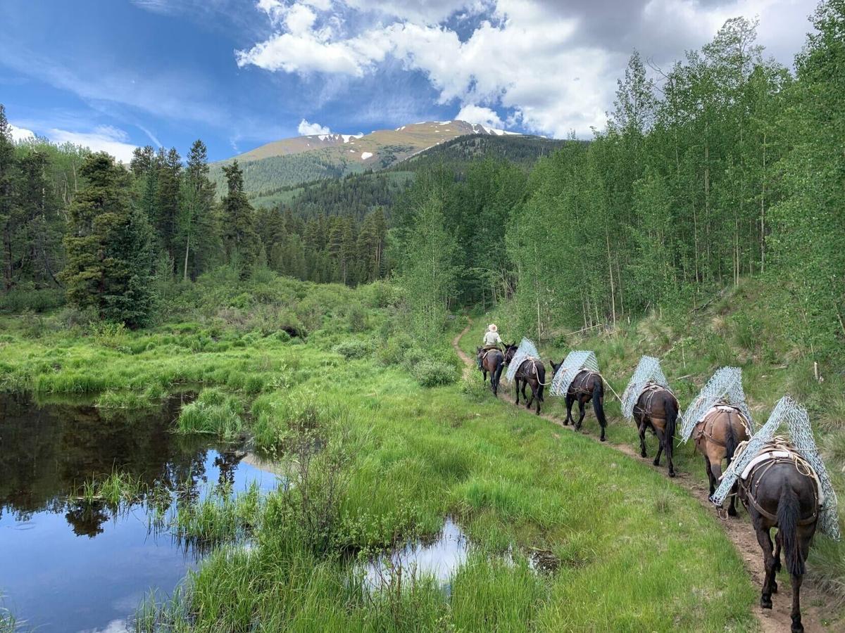 Climate Change Forces Shift in Dead Horse Disposal Methods for Wyoming Forest Rangers