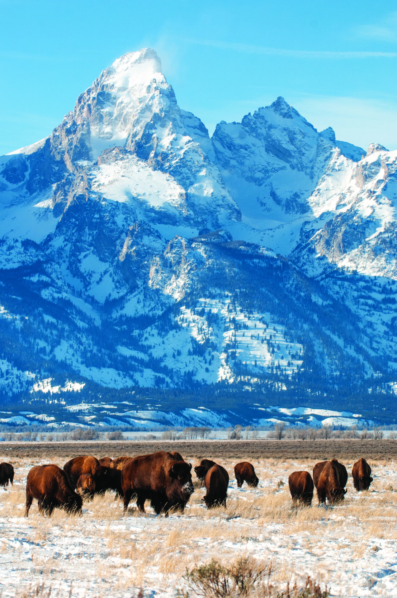 Guidelines for Safely Encountering Bison in Wyoming