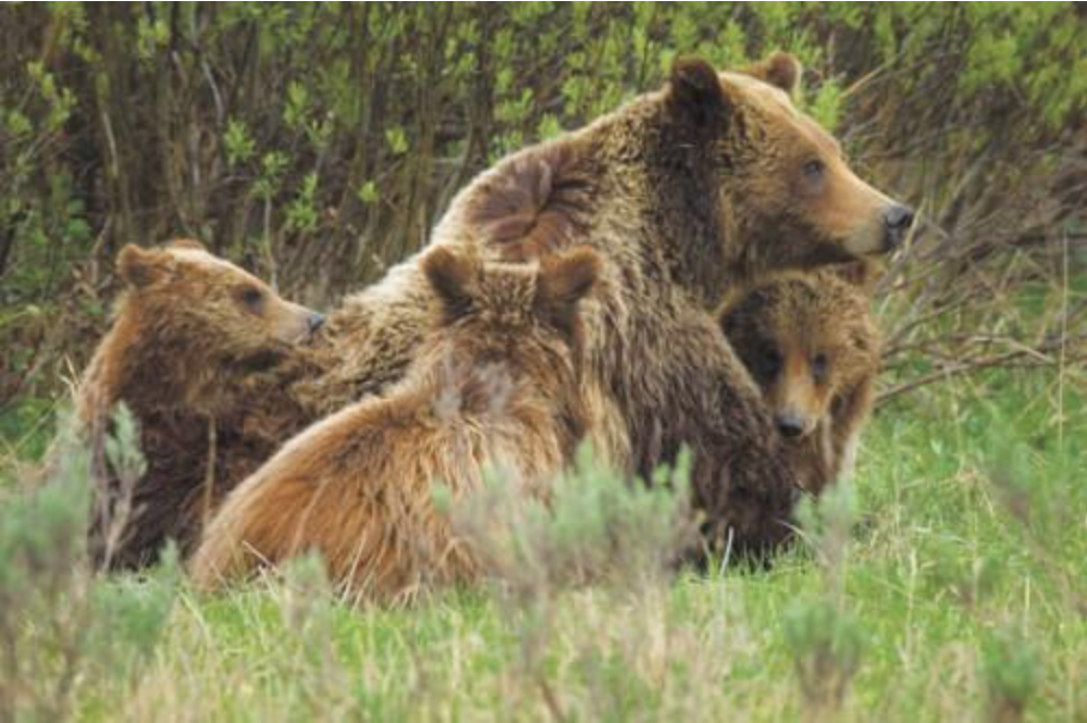 Jackson Hole Mourns Beloved Grizzly 399, a Legendary Figure in Wildlife Conservation