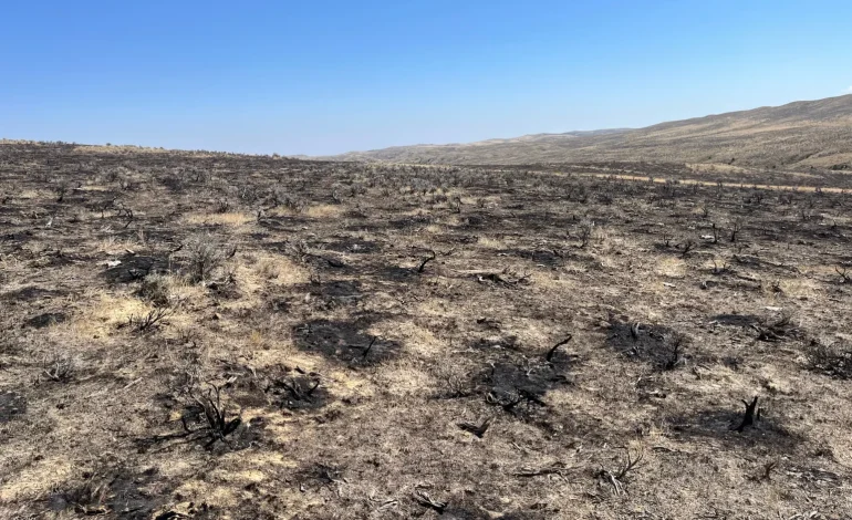 Wyoming Grazing Leases Face Uncertainty Following House Draw Fire