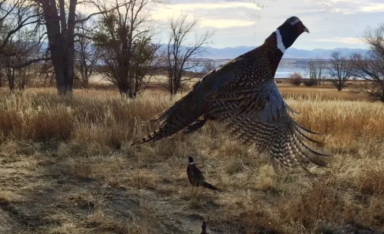 Wyoming’s Downar Bird Farm to Release 17,500 Pheasants for Fall Hunting Season