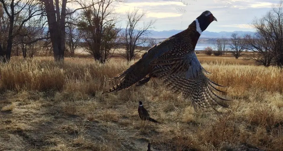 Wyoming’s Downar Bird Farm to Release 17,500 Pheasants for Fall Hunting Season