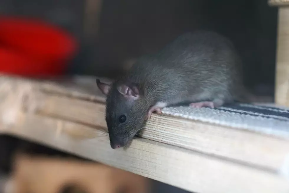 Rodents Invade Wyoming Homes as Fall Weather Sets In